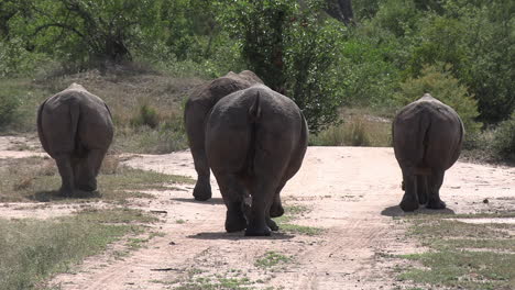 group of rhinos, seen from behind, walk on dirt road in sunlight