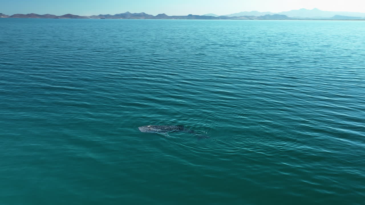 Panoramic drone shot circling a whale shark in clear sea water, sunny day