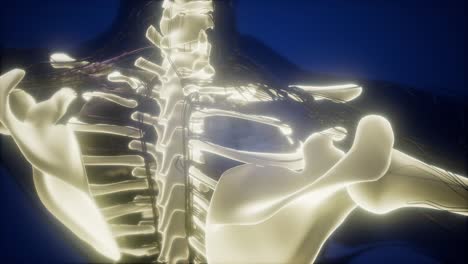cuerpo humano con huesos esqueléticos visibles