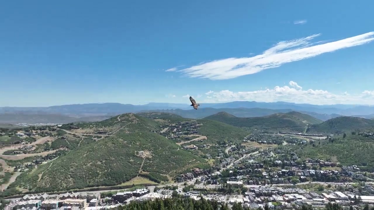 Falco dalla coda rossa sorvola la montagna in cerca di preda.