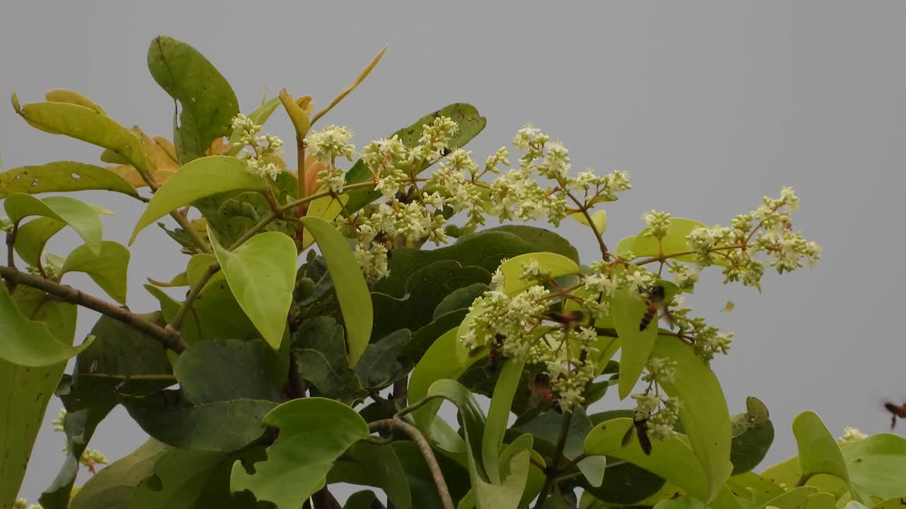 꿀벌 uhd mp4 4k 비디오 ..