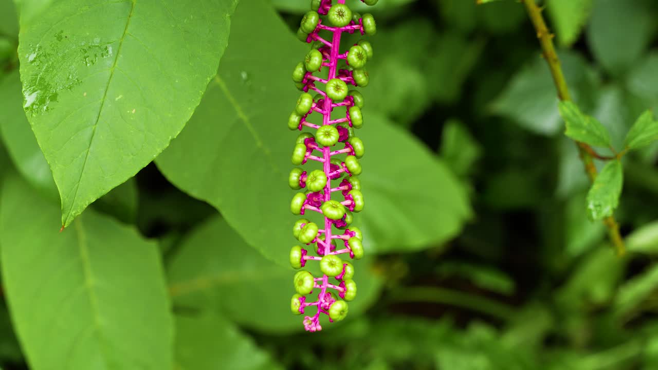 Primer plano de frutos inmaduros de la hierba carmín americana (Phytolacca americana)