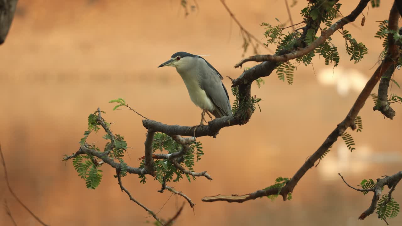 A black-crowned night heron perched on a branch over the river during sunset. Beautiful blurred, orange background, Mana Pools