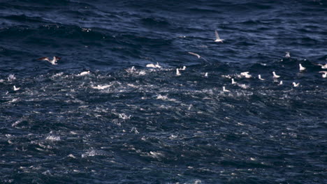 Un-Gran-Banco-De-Peces-Pelágicos-Ataca-A-Los-Peces-Carnada-Más-Pequeños-Desde-Debajo-De-La-Superficie-Del-Agua,-Mientras-Que-Bandadas-De-Gaviotas-Atacan-Desde-El-Cielo