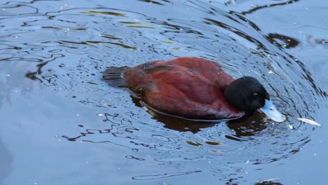 duck gracefully swimming in a natural habitat