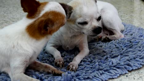 chihuahua dogs resting on wipes