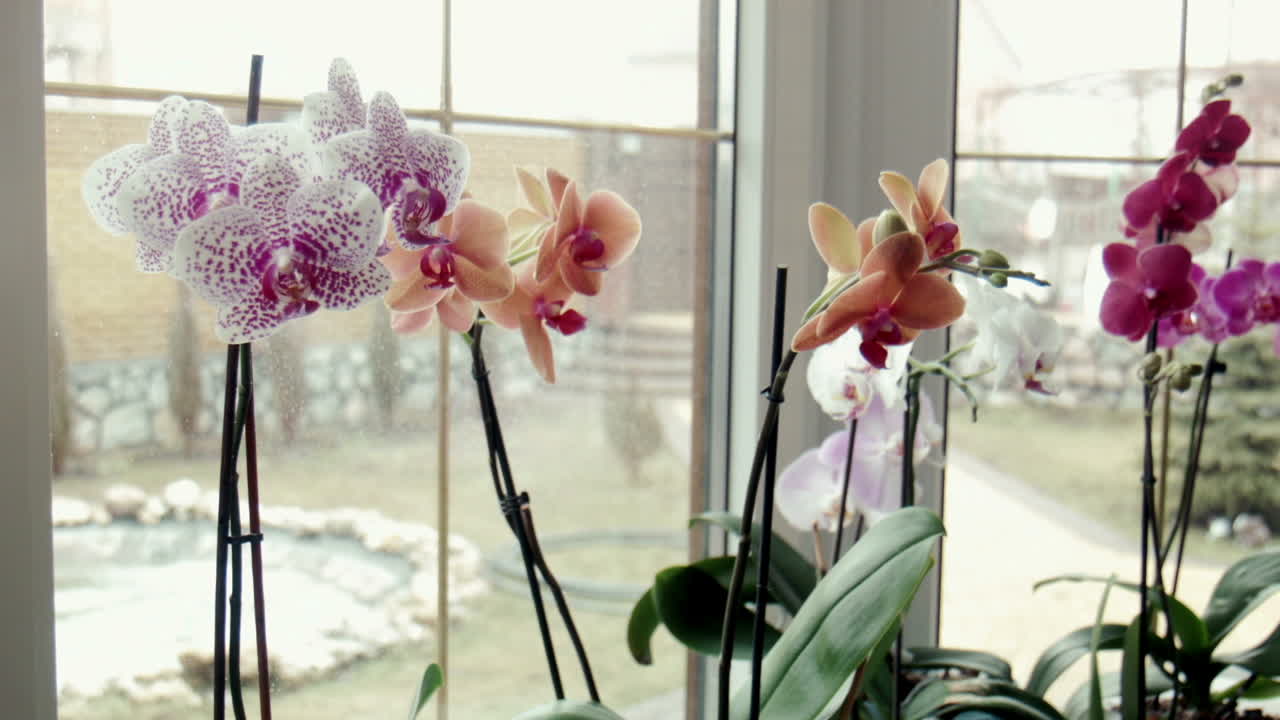 Female Sprays Fertilize Orchids At a Window (Stock Footage)