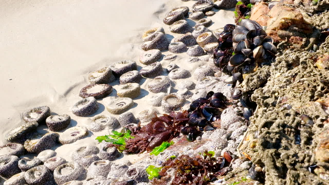 Sea anemones on sandy beach on Atlantic coastline exposed as water pulls back