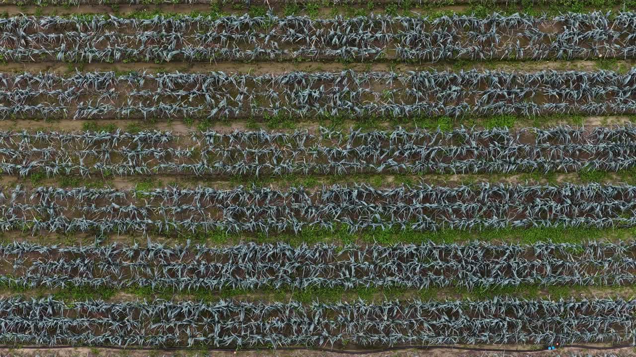 Organic garlic plantation on farmland in Portugal. Food security. Vegetable crops