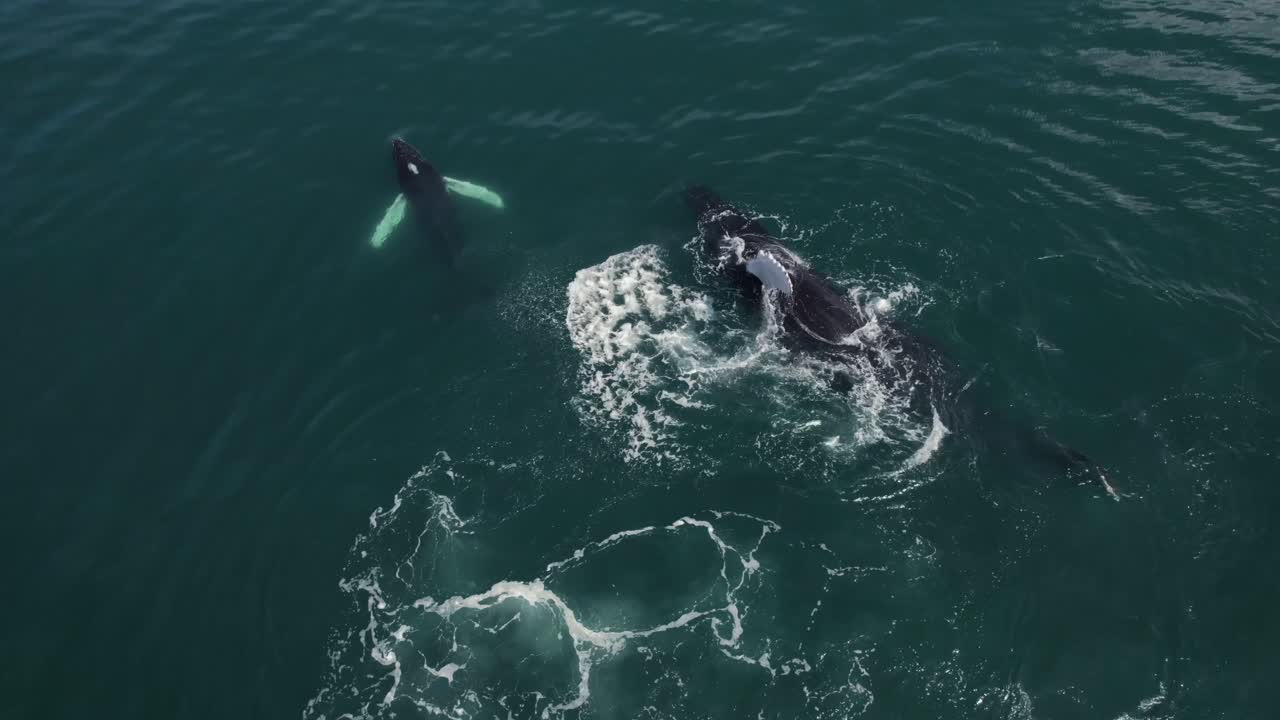 ballena bebé rompiendo junto a la madre costa rica océano