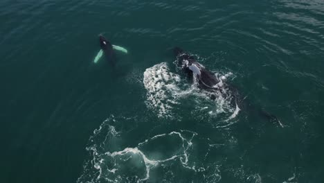 Ballena-Bebé-Rompiendo-Junto-A-La-Madre-Océano-Costa-Rica