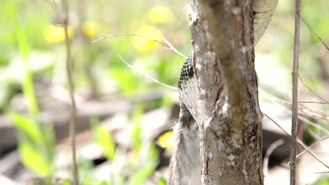 serpiente en un árbol comiendo una rata - presa de caza de lagarto depredador