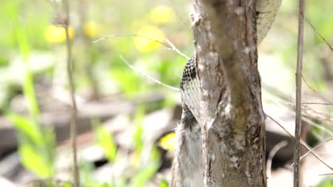 snake in a tree eating a rat - predatory lizard hunting prey