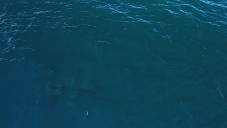 raro avistamiento de una orca etp cazando activamente en la costa del condado de orange en el sur de california.