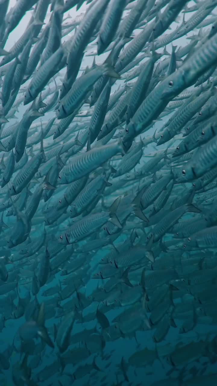 escuela de barracudas en el océano