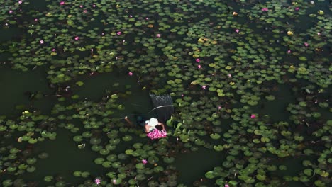 Harvesting-the-Asian-water-lily,-collector-with-hat-on-swimming-in-lake-full-of-pink-water-lily