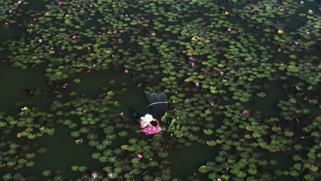 harvesting the asian water lily, collector with hat on swimming in lake full of pink water lily