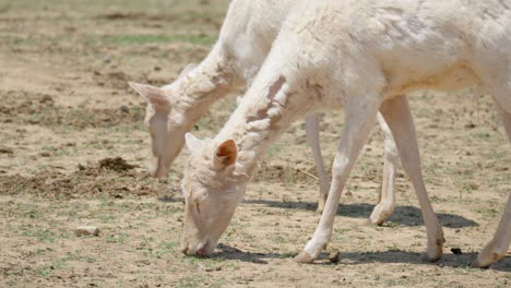 beautiful white goats walking and grazing on the field in anseong farmland, gyeonggi-do, south korea