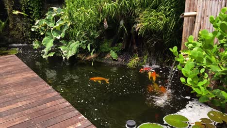 beautiful koi pond with lush tropical plants