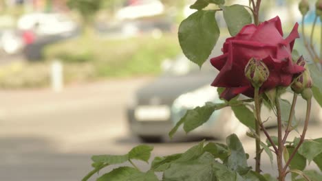 red rose growing at roadside in busy town