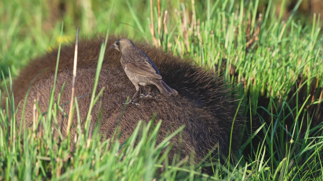Close up of Shiny Cowbird perched and shifting atop a resting capybara in tall green wetland grass, Ibera wetlands, Corrientes, Argentina.