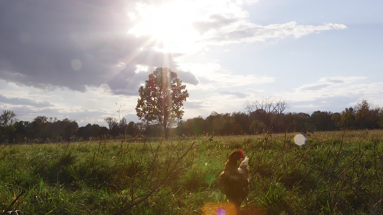 A flock of chickens feeding in a pasture at sunset
