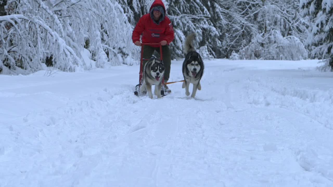 hombre montando un trineo, arrastrado por perros husky, hacia la cámara, en un día de invierno nublado, - toma en cámara lenta