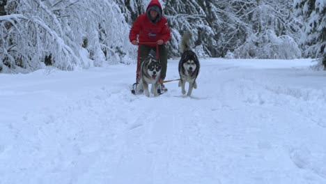 man riding a sled, dragged by husky dogs, towards the camera, on a overcast, winter day, - slow motion shot