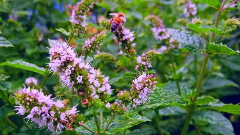 Bees-collecting-pollen-from-the-purplish-coloured-flowers-growing-on-the-green-leaves-of-garden-mint-in-an-English-garden