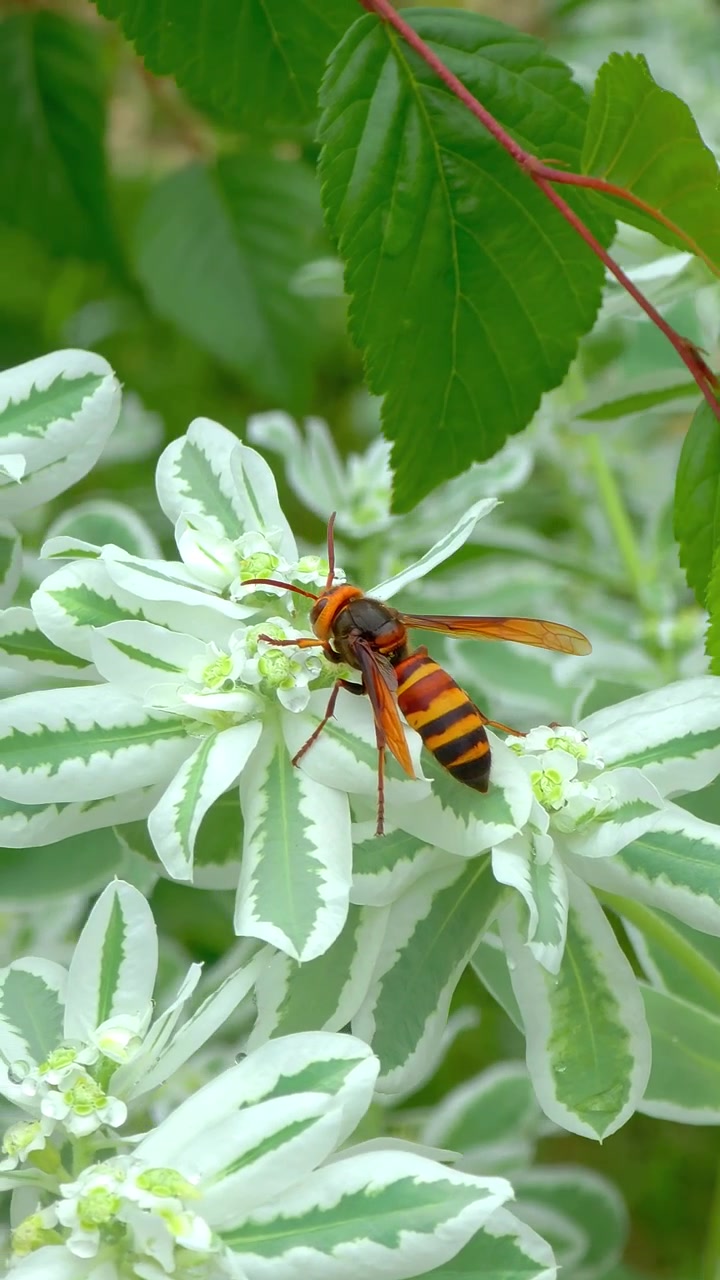 Stor orange- og sortstribet gedehams spiser af hvide brogede blomster, før den spreder vingerne og flyver væk.