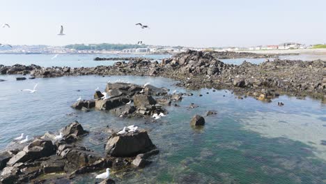 Seagulls-taking-flight-over-rockpool-on-shoreline-on-bright-sunny-day