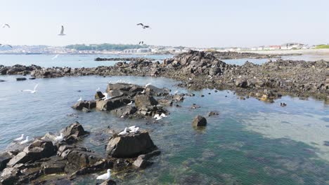 seagulls taking flight over rockpool on shoreline on bright sunny day