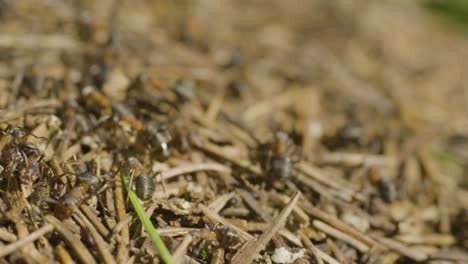 ants on an ant hill