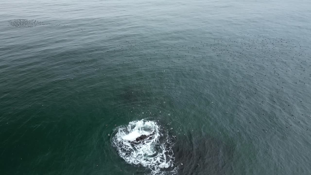 어두워지는 온화한 여름에 무리로 둘러싸인 바다  ⁇ 어리