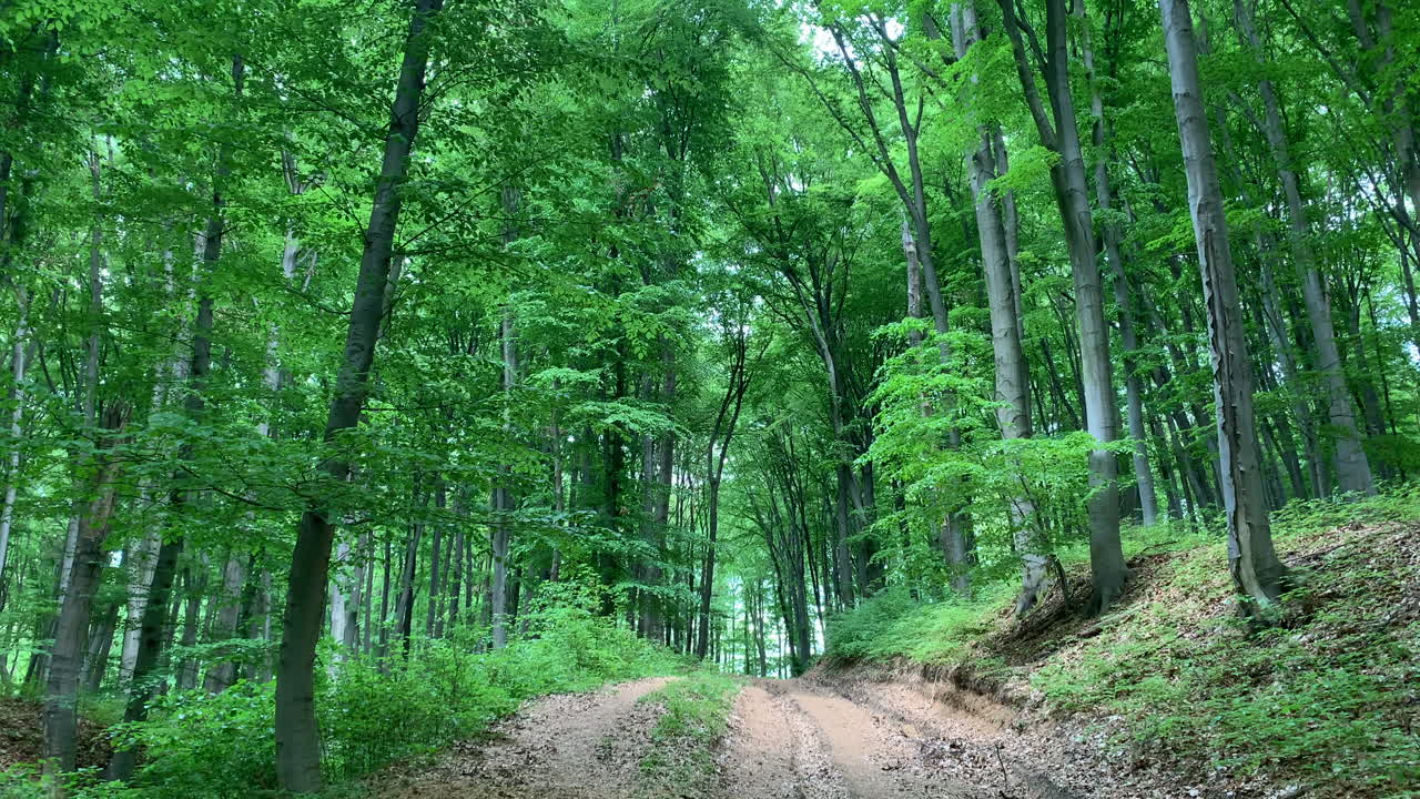 헝가리의 나무와 아침이 있는 숲