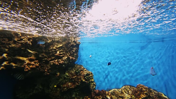 Dive into the stunning underwater world showcasing vibrant coral reefs and marine life