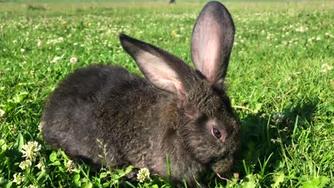 a black rabbit grazing in a green, sunny field