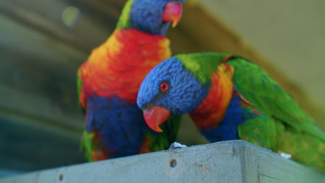 close up, rainbow lorikeet birds perched together, slow motion