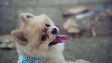 primer plano pelo de piel amarilla pomeranian spitz cachorro perro mirando hacia atrás a la cámara con cara de lengua feliz en cámara lenta