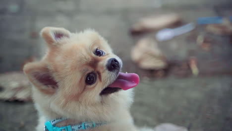 close up yellow fur hair pomeranian spitz puppy dog looking back to camera with happy tongue face in slow motion