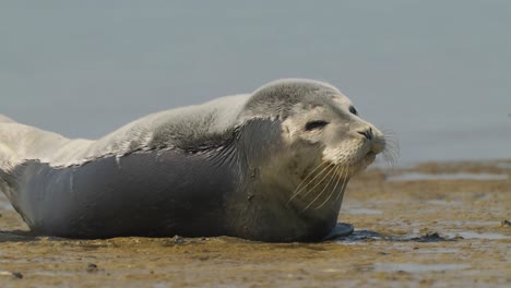 cute common seal or phoca vitulina yawning lying on the sand of the beach