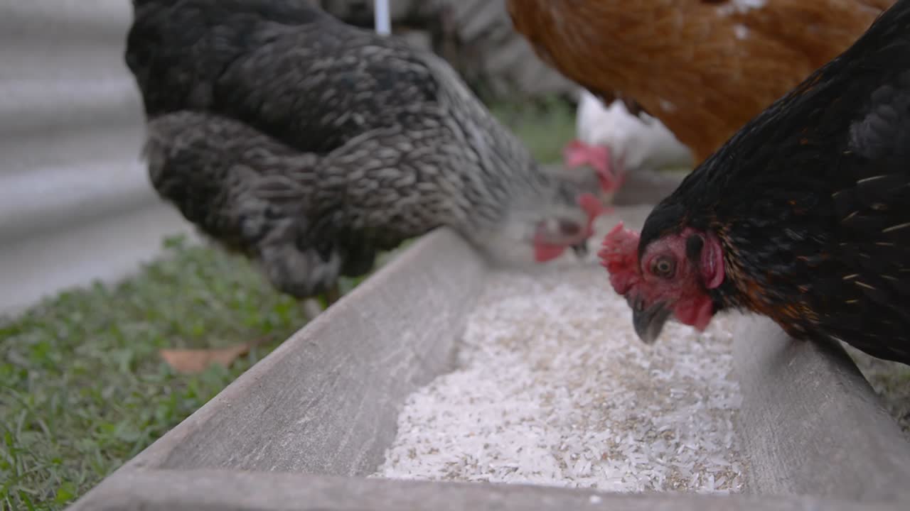 Close-up of a black chicken eating rice from a trough, with other ...