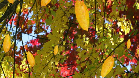 Animation of autumn leaves falling against view of trees and blue sky