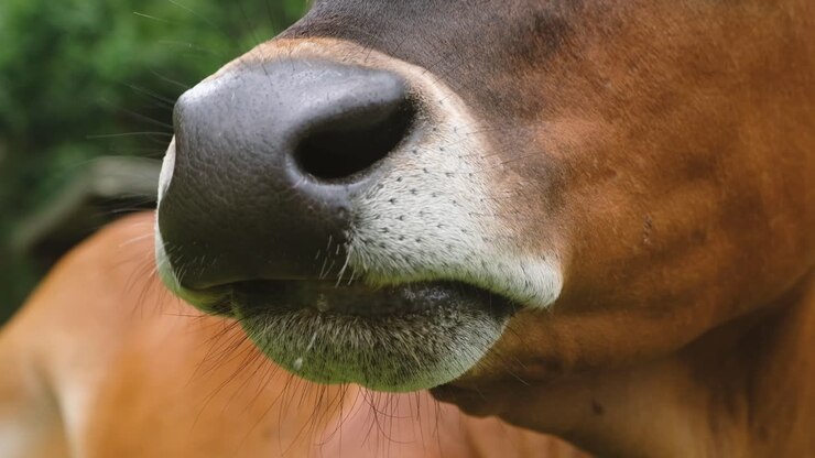 Primo piano di una mucca marrone che pascola allo stato brado.