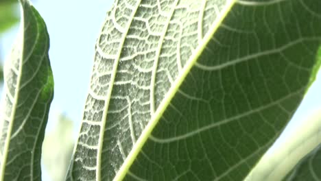 Grüne-Blätter-Schließen-Sich-Nach-Und-Nach-Und-Verdecken-Den-Rahmen