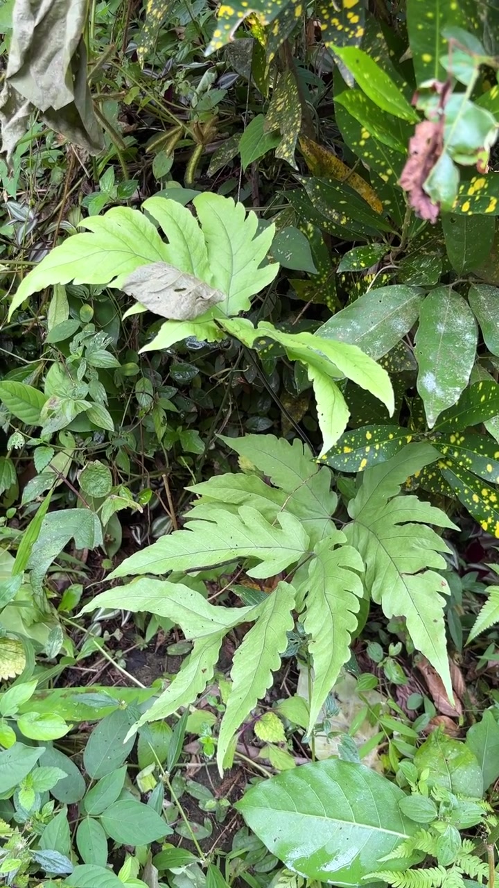 Daun Pakis Hijau yang Rimbun Tumbuh di Hutan Tropis