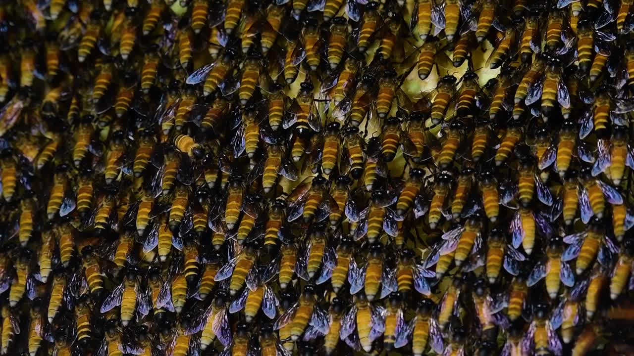 se sabe que las abejas melíferas gigantes construyen grandes colonias de nidos con bolsillos simétricos hechos de cera para almacenar miel como fuente de alimento.
