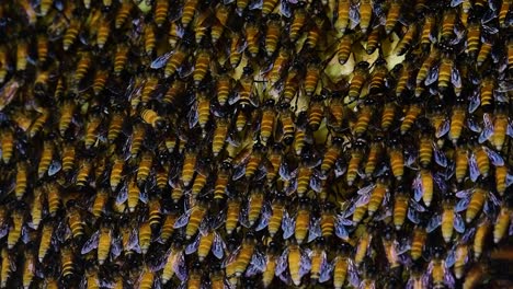 Se-Sabe-Que-Las-Abejas-Melíferas-Gigantes-Construyen-Grandes-Colonias-De-Nidos-Con-Bolsillos-Simétricos-Hechos-De-Cera-Para-Almacenar-Miel-Como-Fuente-De-Alimento.