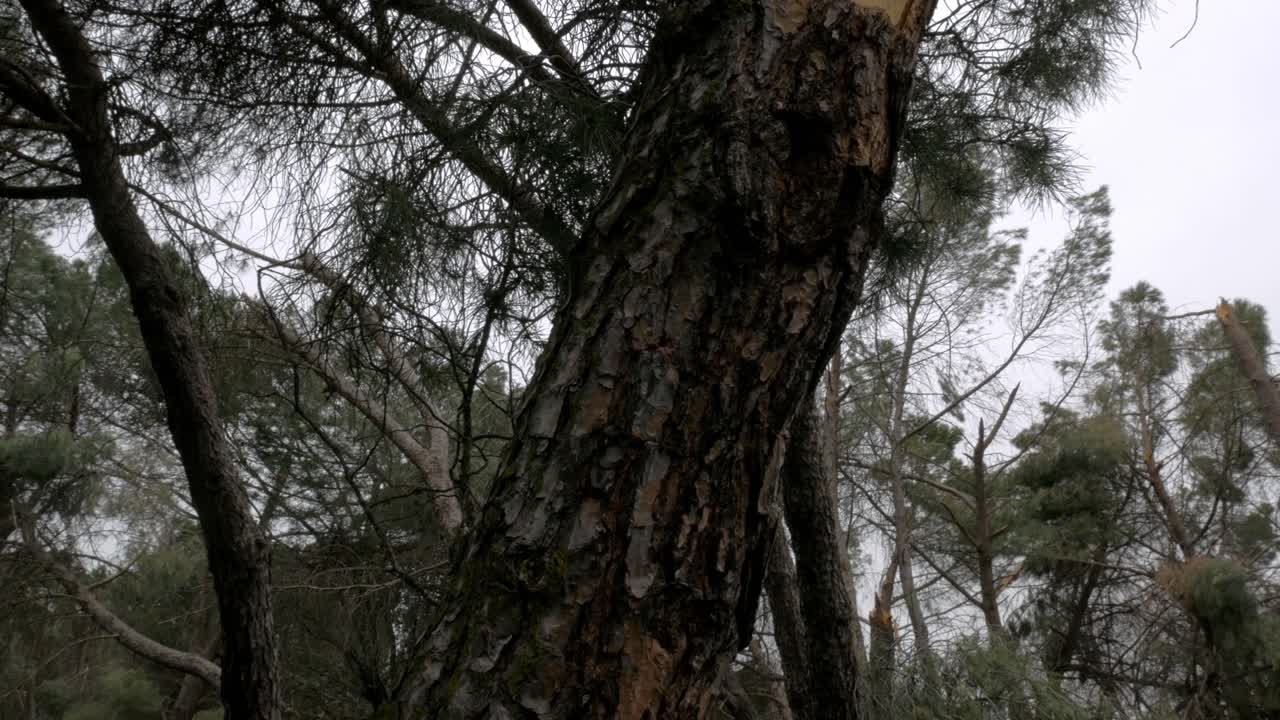 2021년 1월 500,000그루의 나무가 영향을 받은 필로메나 눈보라 이후 마드리드 최대 공원 카사 데 캄포에서 쓰러진 나무