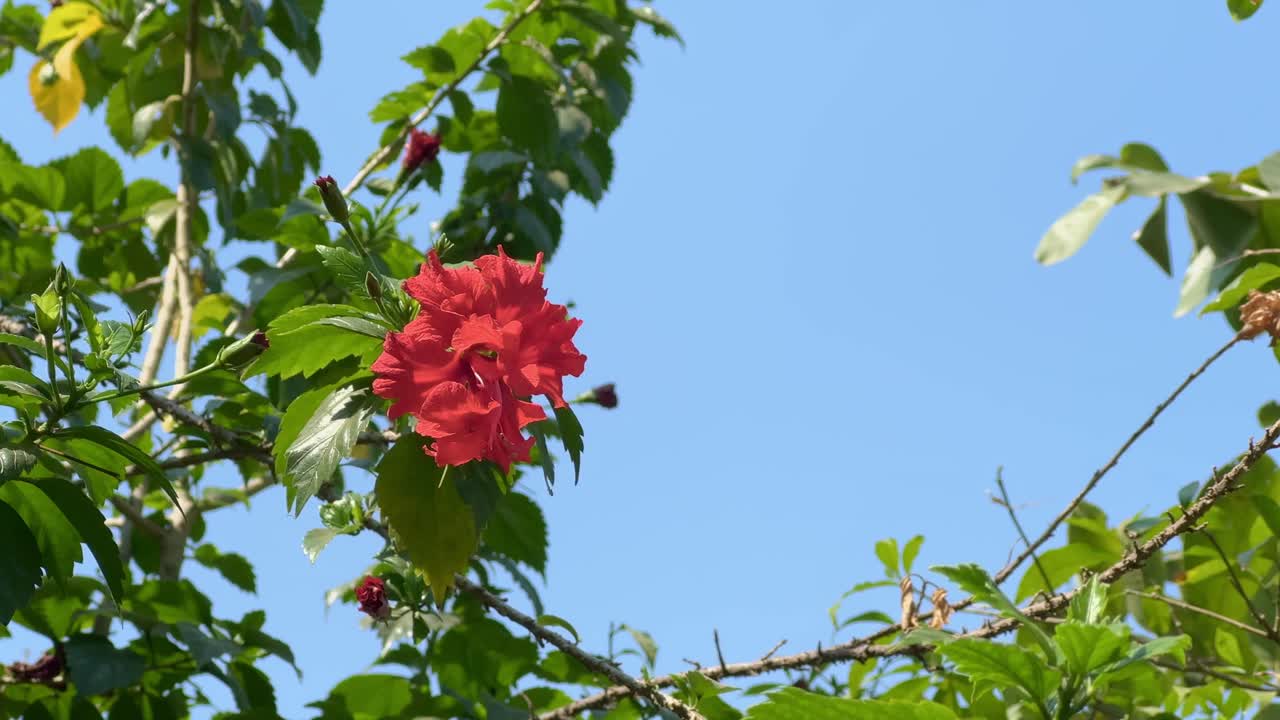 Closeup of Hibiscus × rosa-sinensis, known colloquially as Chinese hibiscus, China rose, Hawaiian hibiscus, rose mallow and shoeblack plant